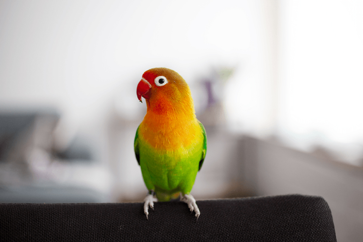 Django de vogel